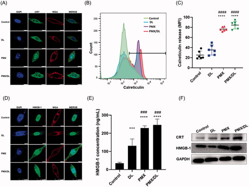 Figure 3. PMX-induced immunogenic cell death. CT26.CL25 cells were subjected to no treatment (control), DL, PMX, or PMX/DL. (A) Confocal micrograph of CT26.CL25 cells following treatment and DAPI staining of the nucleus (blue), and calreticulin (CRT, FITC), and wheat germ agglutinin (WGA; Texas Red) staining of the cell membrane. Scale bar: 10 μm. (B) In vitro analysis of cellular CRT release using flow cytometry. (C) Quantification of CRT release. (D) Confocal microscopy image of HMGB-1 release from cells. (E) Quantification of HMGB-1 release by ELISA. (F) Western blotting analysis of CRT and HMGB-1 release. All values are means ± SEMs (n = 12 in each group). ***p < .001, ****p < .0001 compared to controls; ###p < .001, ####p < .0001 compared to the DL treatment group.