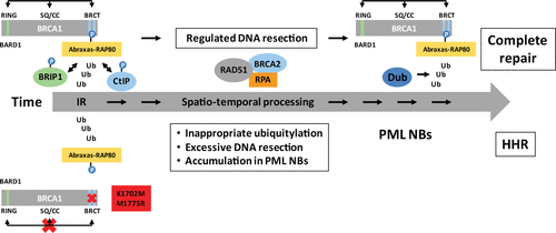 Figure 2 Possible involvement of BRCA1 and PML nuclear bodies in the temporal processing of DSBs during homologous recombination. Top portion (above the arrow) depicts the spatio-temporal process of normal HR whereas the bottom (below the arrow) depicts HHR. BRCA1 is likely playing a critical structural role in the temporal ‘handing-over’ process during HR in which the N- and C-terminal domains, along with the internal domain, communicate and coordinate the various steps and ensure a timely execution and conclusion of the repair process. The anchoring of BRCA1 to repair centers via phosphorylation, ubiquitinylation and sumoylation, and subsequent processing of these post-translational modifications, drives the DSB repair process from the time ionizing radiation (IR) damage occurs until it is repaired. PML-NBs are believed to be ‘factories’ for the (dis)assembly of DNA repair proteins such as BRCA1 and RAD51.Citation28 Silencing of the BRCA1 A complex, or the expression of specific BRCA1 BRCT mutants (e.g., K1702M or M1775R), results in extensive DNA resection at the DSB and ‘stalled’ repair late in the recombination process (with accumulated levels of RPA and RAD51Citation24–Citation26 associated with ssDNA) that seems to occur in close proximity to the PML-NBs.Citation26 Excessive resection might occur because of the inability of BRCA1 BRCT mutants to bind CtIP and recruit MRN in the initial stages of resection thereby allowing other nuclease complexes such as Exo1-BLM-Dna2 uncontrolled access to DNA ends.Citation27 Ub, ubiquitin; Dub, deubiquitinase; Display full size dynamic interactions between the RING, BRCT, SQ cluster and coiled-coil (CC) domains.