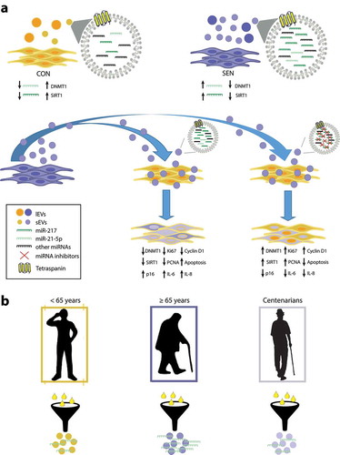 Figure 8. Overview of the SA effects of miR-21-5p and miR-217 carried by SEN sEVs into CON cells. (a) Graphic representation of the SA loop involving miR-21-5p. The miR-21 locus is de-methylated in SEN cells; the resulting miR-21-5p over-expression can contribute to reduce DNMT1/SIRT1 expression in SEN cells. sEVs released from SEN cells are enriched in miR-21-5p; their delivery to CON cells modulates DNMT1/SIRT1 and impairs their replication rate. This vicious cycle may be critical in maintaining the epigenetic “senescence program” through the spread of pro-senescence signals to younger cells through an increased sEV release. (b) MiR-21-5p in sEVs purified from plasma of healthy young, elderly and centenarian individuals showed an inverse U-shaped age-related trend, suggesting that miR-21-5p loaded on sEVs could be a systemic biomarker of senescence and inflammaging.