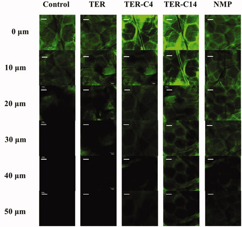 Figure 4. CLSM images of the rabbit skin after the treatment by IPM solution for 20 min with or without penetration modifiers. (a) Solvent blank, (b) TER, (c) TER-C4, (d) TER-C14, and (e) INMP. Scale bar represents 10 μm. (n = 4).