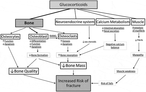 Figure 1. Shows the direct and indirect effects of glucocorticoids on bone leading to glucocorticoid-induced osteoporosis and fractures. Figure modified from Canalis et al. [Citation46]