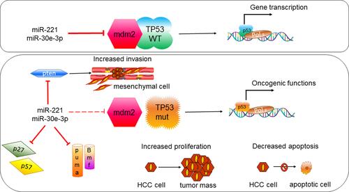 Figure 1 TP53 status and “dual” microRNAs in HCC.