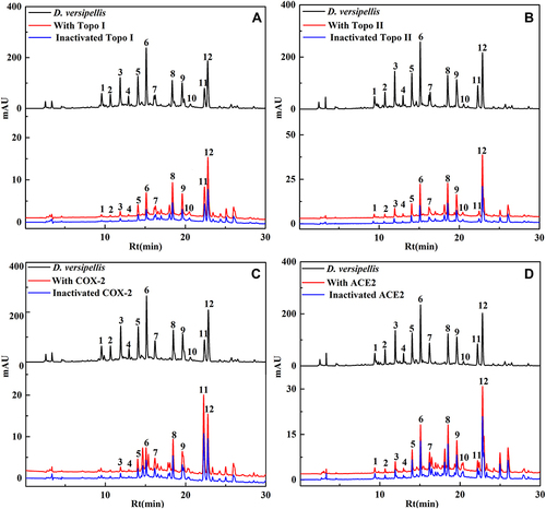 Figure 1 A total of 12, 12, 9 and 12 phytochemicals with considerable affinities to Topo I, Topo II, COX-2 and ACE2 were fished out, respectively. HPLC chromatograms of the chemical components from the crude extract of D. versipellis obtained by ultrafiltration (at 292 nm). The black line means HPLC profiles of the crude extract of D. versipellis without ultrafiltration; the red line and blue line indicate the crude extract of D. versipellis with activated and inactivated Topo I (A), Topo II (B), COX-2 (C) and ACE2 (D), respectively.