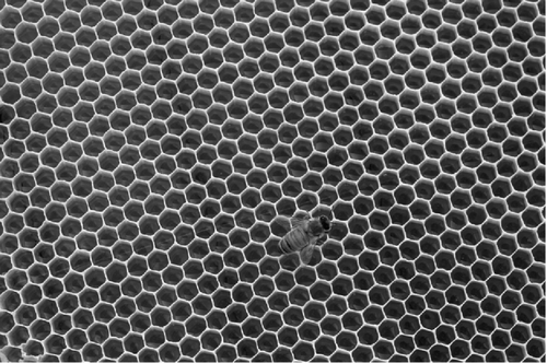 Figure 1. The honeycomb structure, the simplest (and lowest energy) 2D foam of bubbles of equal area.