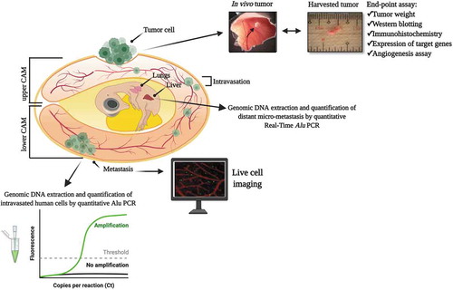 Figure 5. Overview of the chick embryo metastasis analysis. Fluorescently labeled cancer cells are engrafted on the upper CAM of the chick embryo. Several days of incubation allow the formation of a tumor mass. Then, invasive tumor cells start to intravasate and reach distal sites from the primary tumor region, such as in the lower CAM and the chick organs (e.g. liver, lungs). Metastasis can be detected and confirmed through PCR detection of human-specific Alu repeats, and live-cell imaging