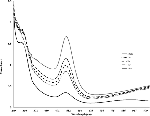 Figure 3. UV-Vis spectra responsible to the development of gold nanoparticles during time by E. oleosa extract.