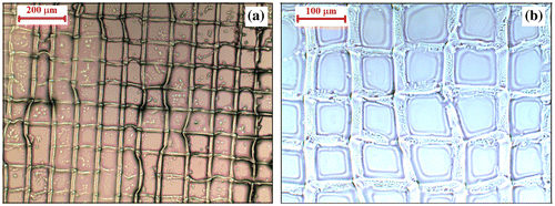 Figure 6. Microscopic images of 2PP-manufactured grid structures derived from B1 (a) and B3 (b) formulations using Irg2959 as photoinitiator.