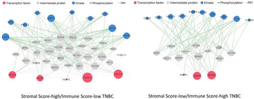 Figure 5 Transcription factors inferred from the X2K in the context of SS-high/IS-low or SS-low/IS-high TNBC patients.