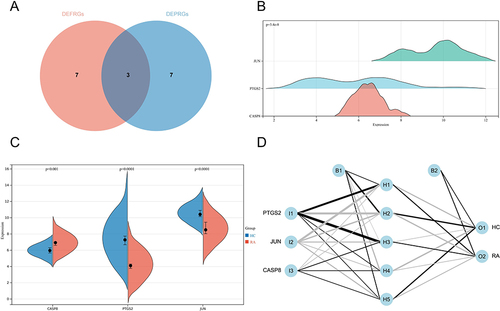 Figure 7 (A) Screening of hub genes; (B) Expression distribution of hub genes in the RA group of GSE55235; (C) Differential expression of hub genes in the RA and HC groups of GSE55235 is shown by split-face violin plot, with red representing the RA group and blue representing the HC group; (D) ANN model showing the input layer, hidden layer, and output layer separately.