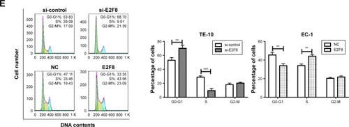 Figure 2 E2F8 promotes ESCC cell proliferation and arrests cell cycle at S phase.