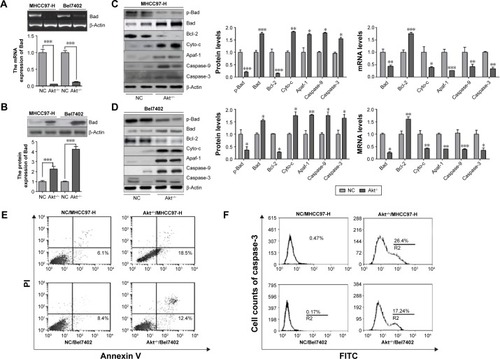 Figure 6 The effects of Akt on apoptosis via Bcl-2-associated death promoter (Bad) and its downstream signals in liver cancer cell lines.Notes: (A) Bad mRNA levels; (B) Bad protein levels; (C) the expression of Bad signaling pathway via Western blot and RT-PCR analysis in MHCC97-H cells; (D) the expression of Bad signaling pathway via Western blot and RT-PCR analysis in MHCC97-H cells; (E) Akt-knockout induced significant apoptosis in liver cancer cell lines, determined by Annexin V/PI analysis; (F) caspase-3 activation assay with the caspGLOW fluorescein active caspase-3 staining kit with FACS analysis. Data are expressed as the mean ± standard error of the mean, *P<0.05, **P<0.01, ***P<0.001 versus NC group.Abbreviations: FACS, fluorescence-activated cell sorting; FITC, fluorescein isothiocyanate; NC, negative control; RT-PCR, reverse transcription-polymerase chain reaction.