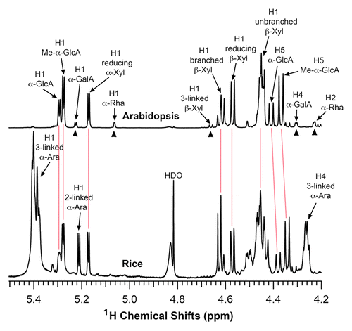 Figure 1. Structural analysis of rice xylan by NMR spectroscopy. Xylooligosaccharides generated by β-endoxylanase digestion of alkaline-extracted xylan were subjected to 1H-NMR analysis. Resonances are labeled with the position of the assigned proton and the identity of the residue containing that proton. The NMR spectrum of Arabidopsis xylan was included for comparison. The proton resonances shared by both Arabidopsis and rice xylans are marked by vertical red lines. The resonances of H1 of α-D-GalA, H1 of α-L-Rha, H1 of 3-linked β-D-Xyl, H4 of α-D-GalA, and H2 of α-L-Rha (arrow heads) from the reducing end tetrasaccharide sequence of Arabidopsis xylan was not observed in rice xylan. Note the predominant resonances corresponding to 2- and 3-linked α-arabinose in rice xylan, which is absent in Arabidopsis xylan. HDO, hydrogen deuterium oxide.