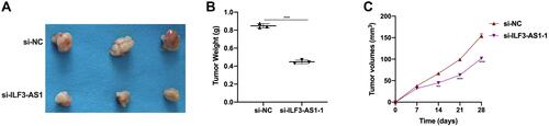 Figure 6 ILF3-AS1 promoted COAD cell growth in vivo. (A) Tumor size, (B) tumor weight and (C) tumor volume in HT-29 injected mice treated with si-NC and si-ILF3-AS1. **P<0.01; ***P<0.001.