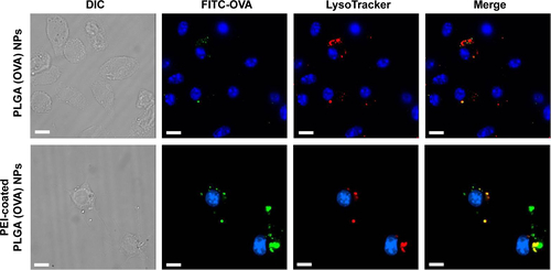 Figure S3 Intracellular localization of PEI-coated PLGA (OVA) NPs.Notes: DCs were stained with 50 nM LysoTracker red and incubated with PLGA (OVA) or PEI-coated PLGA (OVA) NPs (20 μg/mL OVA) for 1 hour. Cells were washed twice and incubated without NPs for an additional 12 hours. Intracellular localization of OVA was determined by fluorescence microscopy. Scale bar 10 μm.Abbreviations: PEI, polyethylenimine; PLGA, poly(d,l-lactide-co-glycolide); OVA, ovalbumin; NPs, nanoparticles; DCs, dendritic cells; DIC, differential interference contrast; FITC, fluorescein isothiocyanate.