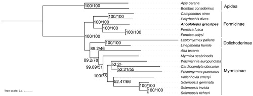 Figure 1. Molecular phylogeny of Anoplolepis gracilipes and 17 other Hymenoptera species (15 ants and two bees) based on the concatenated nucleotide sequences of 13 PCGs. The phylogenetic tree was constructed by the Bayesian inference and Maximum likelihood methods under GTR + I + Γ and GTRGAMMA models, respectively. The numbers at each node indicate the posterior probability (100,000 generations, sampled every 100 generations) and the bootstrap probability (1,000 replicates) resulting from the analyses. Note that only Bayesian probability is shown at the branch node of Wasmannia auropunctata as slight differences in placement of this species were observed between the two phylogenetic methods. The mitogenome accession numbers for the tree construction are listed as follows: Apis cerana (GQ162109), Atta texana (MF417380), Bombus consobrinus (MF995069), Camponotus atrox (KT159775), Cardiocondyla obscurior (KX951753), Formica fusca (LN607805), F. selysi (KP670862), Leptomyrmex pallens (KC160533), Linepithema humile (KX146468), Myrmica scabrinodis (LN607806), Polyrhachis dives (NC_030790), Pristomyrmex punctatus (NC_015075), Solenopsis geminata (NC_014669), S. invicta (NC_014672), S. richteri (HQ215539), Vollenhovia emeryi (NC_030176), W. auropunctata (KX146469). *We rooted the phylogenetic tree at A. cerana and B. consobrinus (two bees) based on their exclusion from Formicidae (ants).