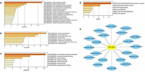 Figure 6. Gene enrichment analysis of PPP1R3G in lung adenocarcinoma cohorts