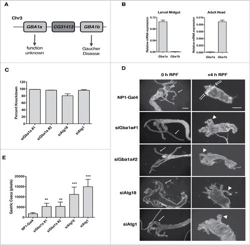 Figure 2. Gba1a is necessary for midgut regression in Drosophila larva. (A) Schematic representation of the Gba1a and GBa1b gene loci on Drosophila chromosome 3. (B) Expression levels of Gba1a and Gba1b in larval midgut and adult head were determined by quantitative real-time PCR. Assays were performed in triplicate and normalized to RpL32/rp49 as an internal control. (C) Percent knockdown of Gba1a, Atg1 and Atg18 in the late third instar larvae (−4 h to −1 h RPF). The indicated siRNA constructs were expressed in larvae via the midgut driver NP1-Gal4. Transcript levels were measured by quantitative RT-PCR, normalized to the internal control RpL32/rp49, and are presented as relative KD of expression in comparison to expression in the NP1-Gal4 line. (D) Morphology of midguts at 0 h RPF and +4 h RPF comparing control (NP1-Gal4) pupae with pupae from NP1-Gal4>UAS-Gba1a RNAi #1 (siGba1a#1), NP1-Gal4>UAS-Gba1a RNAi #2 (siGba1a#2), NP1-Gal4>UAS-Atg1 RNAi (siAtg1) and NP1-Gal4>UAS-Atg18 RNAi (siAtg18) crosses. Arrows indicate gastric caeca at 0 h; double arrows, normal regression of gastric caeca at 4 h; arrowheads, persistent gastric caeca in KD larvae. Scale bar represents 200 µm. (E) Quantitation of gastric caeca size at +4 h RPF. Data represents mean ± SD of more than 10 midguts per genotype; statistical significance was assessed using one-way analysis of variance (ANOVA) followed by Tukey's post hoc test, **P < 0.01; ***P < 0.001.