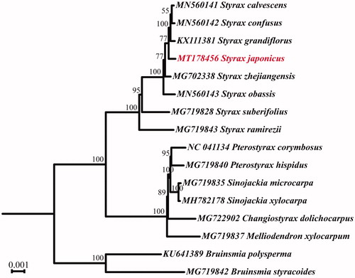 Figure 1. Phylogenetic tree reconstructed by the whole cp genome sequences of S. japonicus and other 15 species from Styracaceae. Numbers above the branches are the bootstrap values of ML.