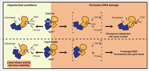 Figure 7. Schematic model representing the regulation of Cdc5 activity through T238 phosphorylation in T-loop of kinase domain. Based on our results, we propose that T238 phosphorylation has important implications for maintaining genome stability in unperturbed conditions. Moreover it becomes essential for checkpoint adaptation and cell cycle restart after persistent DNA damage. Red circles indicate phosphorylation events. Abbreviations: KD (Kinase Domain); PBD (Polo Box Domain).