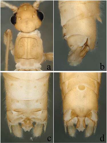 Figure 2. Rhopalopsole vespertilio Chen & Du, Citation2017, syn. nov. One of the paratypes collected from Jiangsu Province, Liyang City, Wawushan Forest Farm. (a) Male head and pronotum, dorsal view; (b) Male terminalia, lateral view; (c) Male terminalia, dorsal view; (d) Male terminalia, ventral view (Wawushan Forest Farm). [A newly emerged one].