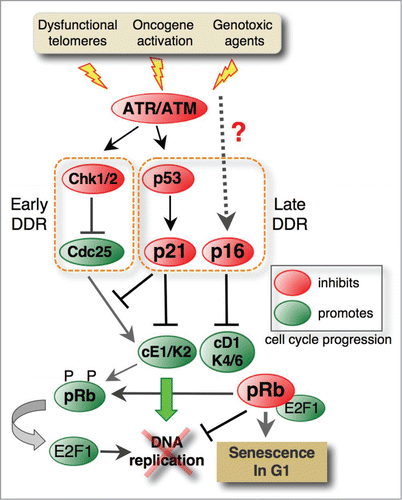 Figure 1. Molecular pathways involved in irreversible G1 arrest proceeding senescence. Dysfunctional telomeres, hyperactive oncogenes and various genotoxic agents stimulate the ATM/ATR-mediated DNA damage response (DDR) pathway. The ATM/ATR kinases induce the early response by activating Chk1/2 checkpoint kinases that, in turn, by inhibiting Cdc25 phosphatases, prevent activation of cyclin E1-Cdk2, which is a key regulator of G1/S transition. ATM also phosphorylates the p53 tumor suppressor that, by inducing the Cdk inhibitor p21Waf1/Cip1 (p21), plays a central role in the G1 exit program (late response). In addition to cyclin E1-Cdk2 (cE1-K2) complexes, p21 also inhibits cyclin D1-Cdk4/6 (cD1-K4/6) complexes that phosphorylate and inactivate pRb family pocket proteins. In turn, active pRb inhibits the E2F1-dependent expression of genes controlling G1/S progression, thus irreversibly blocking the cell cycle entry. Senescence is also associated with p16Ink4A (p16) upregulation, but the pathways leading to its induction are not entirely elucidated. This Cdk inhibitor specifically targets Cdk4/6 and prevents their association with D-type cyclins. While p16 does not intervene in G1 arrest (p16 is upregulated after induction of p21 and G1 arrest), it plays a key role in senescence maintenance.