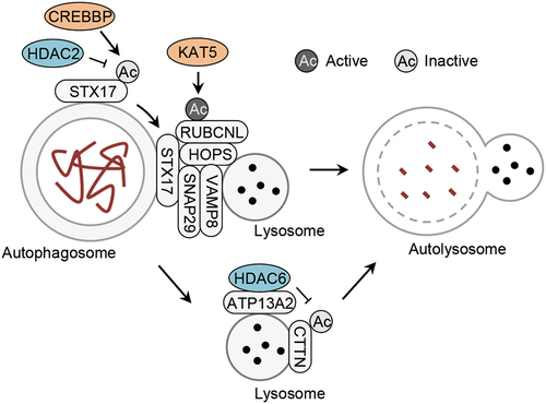 Figure 4. Acetylation of autophagosome-lysosome fusion machinery. Acetylation of RUBCNL/Pacer by the acetyltransferase KAT5/TIP60, and acetylation of STX17 controlled by the acetyltransferase CREBBP and the deacetylase HDAC2, promotes and inhibits autophagosome-lysosome fusion, respectively. In addition, the deacetylase HDAC6 is recruited to the lysosome by ATP13A2 to deacetylate CTTN to promote autophagosome-lysosome fusion. ATP13A2, ATPase cation transporting 13A2; CREBBP/CBP, CREB binding protein; CTTN, cortactin; HDAC2, histone deacetylase 2; HDAC6, histone deacetylase 6; HOPS, homotypic fusion and vacuole protein sorting; RUBCNL/Pacer, rubicon like autophagy enhancer; SNAP29, synaptosome associated protein 29; STX17, syntaxin 17; VAMP8, vesicle associated membrane protein 8.