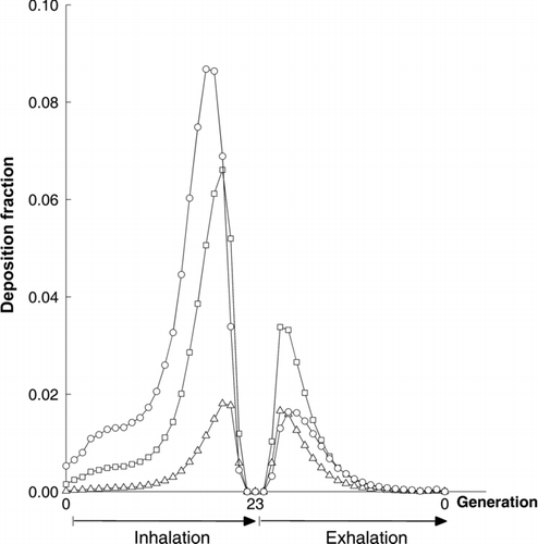 FIG. 7 Predicted deposition of particles of 1 μm (triangle), 3 μm (square), and 5 μm (circle) in diameter, for a flow rate of 150 mL/s. The data are obtained with the male lung morphology and are presented on a generational basis for both inhalation and exhalation phases.