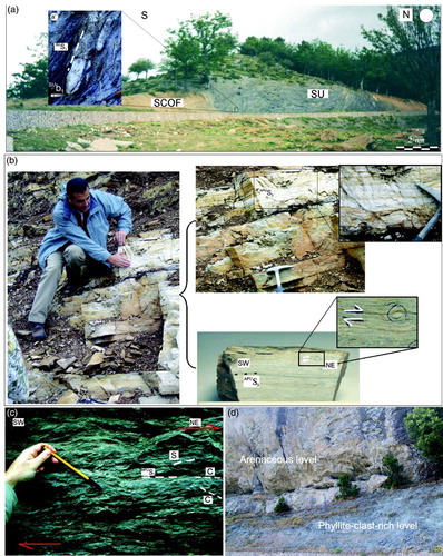 Figure 4. General mesoscopic features of the outcropping units (a) Klippen of phyllite of the Stilo Unit partially covered, in basal unconformity, by arenaceous levels of the Stilo-Capo D'Orlando Formation (SCOF); (a’) particular of the SU phyllite with widespread presence of quartz-rich isoclinals hinge depicting the SUS1 surface; (b) mylonitic leucocratic gneiss of the Aspromonte Peloritani Unit with kinematic indicator consistent with a top to NE sense of shear in the present-day geographic coordinates; (d) SCC’ mylonitic fabric in garnet-muscovite schist of the Madonna di Polsi Unit consistent with a top to NE sense of shear; (d) Particular of the stratigraphic basal alternance of the SCOF sequence passing from relatively thin levels of phyllite-rich clasts to relatively thick arenaceous levels.