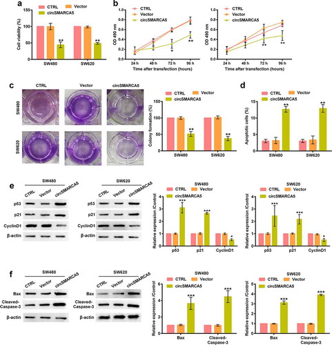 Figure 2. Impacts of circSMARCA5 on colon cancer growth. SW480 and SW620 cells were transfected with circSMARCA5 overexpressing plasmid/Vector. (a) Viability assessed by MTT assay 48 h after transfection. (b) The growth curves evaluated by using MTT assay. (c) Colony formation assessed by crystal violet. (d) Apoptosis assessed by flow cytometry. Western blot of total protein extracted from transfected cells were probed for (e) p53, p21, CyclinD1, (f) Bax and cleaved-caspase-3. ** p < 0.01, *** p < 0.001