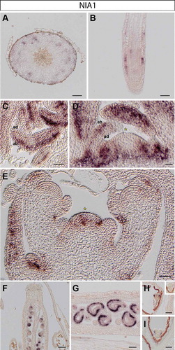 Figure 1. NIA1 expression in Arabidopsis thaliana plants. RNA in situ hybridization using a specific probe for Arabidopsis NIA1 on transversal sections through the hypocotyl (A), longitudinal sections through a root tip (B), rosette leaves (C), the vegetative shoot apical meristem (D), the inflorescence meristem (E) and young pistils, containing ovules (F-G). Representative stains in developing embryos (H-I): early (H) and late heart stages (I). Inset in H: globular stage embryo. Scale bars 20µm (A-D, F-I) and 50µm (E).