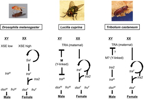Figure 2. A comparison of the genetic mechanisms that determine sex in Drosophila melanogaster, Lucilia cuprina and Tribolium casteneum. In female D. melanogaster embryos, a high dose of X signal elements (XSE) leads to activation of the master gene Sex lethal (Sxl). Sxl both autoregulates its expression and switches transformer (tra) RNA splicing into the female mode. Only the female form of tra mRNA codes for functional protein. TRA combines with TRA-2 to switch doublesex (dsx) and fruitless (fru) into the female modes of splicing. DSX and FRU control the expression of many genes that influence sexual development and behavior. The bottom of the regulatory hierarchy in L. cuprina appears to be the same as Drosophila. However, it is tra RNA splicing that is autoregulatory in females. The presence of the Y-linked M factor inhibits the female-mode of tra RNA splicing in male embryos. As in Drosophila, only the female form of tra mRNA codes for functional protein. In female embryos, maternal TRA likely contributes to the initiation of the female mode of tra splicing. The sex determination regulatory mechanisms appear to be identical in L. cuprina and C. hominivorax. Remarkably, the genetic mechanisms that determine sex in the red flour beetle, T. casteneum, appear to be very similar to the L. cuprina regulatory hierarchy. Adapted from Scott, Pimsler, and Tarone (Citation2014) and Shukla and Palli (Citation2013).