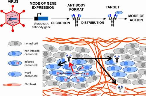 Figure 1. Viro-antibody therapy – an overview. Transgenes encoding recombinant therapeutic antibodies are inserted into the genome of oncolytic viruses (OVs) by exploitation of diverse strategies for transgene expression (see Figure 2). OV-encoded antibodies are produced locally in the tumor by infected cancer cells and expression lasts as long as active OV infection and spread is ongoing. The produced antibodies, dependent on their format, valency and size (see Figure 3), perfuse the tumor, bind their target on (noninfected) cancer cells or cancer-associated cells, and trigger their direct or indirect killing via diverse modes of action (see Figure 4)