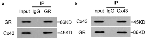 Figure 5. GR interacted with Cx43. A) HEK293T cells (5 × 106) were transfected with CX43 (5 μg) and FLAG tagged GR (5 μg) for 48 hours before co-IP experiment. B) HEK293T cells (5 × 106) were transfected with FLAG-CX43 (5 μg) and GFP-GR (5 μg) or 48 hours before co-IP experiment.