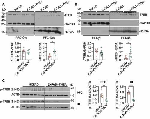 Figure 7. TNEA treatment promoted the dephosphorylation and nuclear translocation of TFEB in 5XFAD mice brains. (A, B) Representative western blots and quantification showed the levels of the cytosolic (Cyt) and nuclear (Nuc) TFEB in the prefrontal cortex (PFC) and hippocampus (HI) of mice brains. GAPDH and H3F3A were used as cytosolic and nuclear loading controls respectively. Data were quantified as mean ± SEM (male, n = 6). *p < 0.05, vs. 5XFAD group analyzed by Unpaired t test. Another batch of blots was shown in Figure S2. (C) Representative western blots and quantification showed the levels of phosphorylated (p-) TFEB (S142) in the PFC and HI of mice brains. Data were quantified as mean ± SEM (male, n = 6). **p < 0.01 and ***p < 0.001 vs. 5XFAD group analyzed by unpaired t test