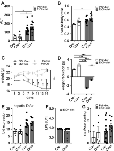 Figure 2. Shown are (a) ALT levels and (b) the liver-to-body ratio as markers for liver injury. (cd) Ethanol-fed Cre+ (gain of function) mice showed less weight loss compared to ethanol-fed controls. (e) Hepatic expression analysis of Tnf-α. (f) Analysis of serum lipopolysaccharide levels in ethanol-fed mice. (g) Scoring of hepatic steatosis by a professional pathologist based on h&e liver sections. *p < .05; **p < .01; ***p < .001 according to Kruskal-Wallis test followed by Dunn’s multiple comparison test (a, g) or uncorrected Dunn’s multiple comparison test (e), one-way ANOVA (b-d) and Mann-Whitney test (f). ALT, alanine aminotransferase; EtOH, ethanol; h&e, hamatoxylin and eosin; LPS, lipopolysaccharide; Tnf-α, tumor necrosis factor alpha