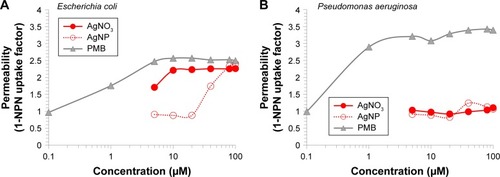 Figure 3 Bacterial outer membrane integrity upon exposure to AgNO3, AgNP, or PMB during 10 minutes.Notes: Fluorescence of 1-NPN was used as a permeability marker. (A) E. coli, (B) P. aeruginosa.Abbreviations: AgNP, silver nanoparticles; PMB, polymyxin B; 1-NPN, 1-N-phenylnaphthylamine.