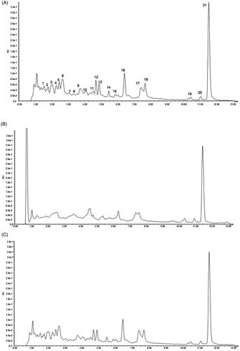 Figure 1. UPLC chromatograms of R. amabilis extract: untreated (A), after SPE (B), and after acid treatment (C).