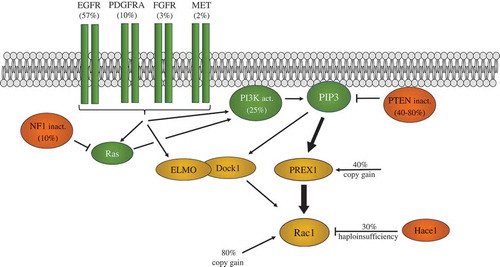 Figure 3. Glioblastoma genetic alterations promoting Rac1 activation. The Epidermal growth factor receptor (EGFR), platelet-derived growth factor receptor (a) (PDGFRA), the fibroblast growth factor receptor (FGFR) and the MET receptor (MET) genes are frequently amplified and/or mutated in glioblastoma. This can lead to activation of Rac1 via either PREX1 or ELMO/Dock1 Rac GEFs. PREX1 is directly activated by PIP3 binding, while ELMO/Dock1 requires PIP3 binding as part of its activation mechanism. High PREX1 mRNA and protein levels in glioblastoma suggest it may be the predominant Rac GEF used. PTEN inactivation by copy loss and/or mutation, as well as PI 3-kinase mutational activation, also promotes Rac1 activation via these Rac GEFs. NF1 mutation leads to Ras activation, which can also activate PI 3-kinase and Rac1. Copy gains of RAC1, and PREX1, as well as HACE1 copy loss, may also influence the extent of Rac1 activation. Frequencies of alterations in glioblastoma cases are shown in brackets