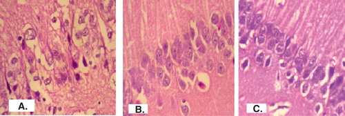 Figure 6. Brain section of (A) normal mice, (B) haloperidol-treated mice and (C) combined treatment of haloperidol and BRC-loaded CS NPs (i.n.)-treated mice is shown.