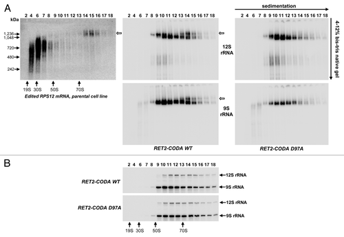 Figure 3. Loss of the 80S mRNA-associated ribosomal population upon inactivation of RNA editing. (A) Native gel analysis of ribosomal complexes. Total cell lysates obtained from parental and RET2 knock-in cell lines were fractioned on glycerol gradients and each fraction was further separated on 3–12% Bis-Tris NuPAGE native gel and transferred onto nylon membrane. NativeMARK Unstained Protein Standards (Invitrogen) were separated alongside. Hybridizations were performed with the same probes as in Figure 2 to detect fully-edited RPS12 mRNA, 9S, and 12S rRNAs. (B) Sedimentation of rRNAs. RNA was extracted from indicated fractions, separated on 5% polyacrylamide/8M urea gel and simultaneously probed for 9S and 12S rRNAs.