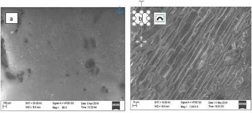 Figure 3. SEM images of (a) KMnO4 treated (b) Phosphoric acid treated bagasse fiber reinforced epoxy composite surfaces