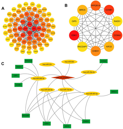 Figure 6 (A) PPI network of 113 target genes of circ-0130911 in HCC. (B) 10 Hub-genes (CDK1, CCNA2, CCNB1, PPP2R1A, CHEK1, KIF23, BIRC5, OIP5, RAD51, RACGAP1) in the PPI network. (C) The circRNA-miRNA-Hub-genes axes.