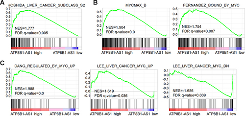 Figure 6 GSEA shows the correlation between ATP8B1-AS1 expression and MYC signaling activation. TCGA-LIHC samples were divided into ATP8B1-AS1 high expression and low expression group according to median ATP8B1-AS1 expression level. GSEA shows the positive correlation between ATP8B1-AS1 high expression and liver cancer subclass S2 gene signatures (A). MYC-bound genes were enriched in ATP8B1-AS1 high expression group (B). Genes upregulated by MYC were enriched in ATP8B1-AS1 high expression group, and genes downregulated by MYC were enriched in ATP8B1-AS1 low expression group (C).