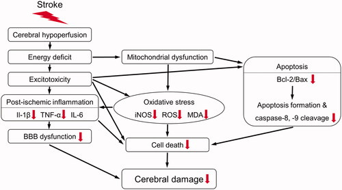 Figure 10. Schematic diagram of the antioxidant, anti-inflammatory, and anti-apoptotic mechanisms of the methanol fraction of the modified Seonghyangjeongki-san water extract (SHJKSmex) in mice with middle cerebral artery occlusion (MCAO). Red arrows represent the expected effects of SHJKSmex on the brain injury induced by MCAO.