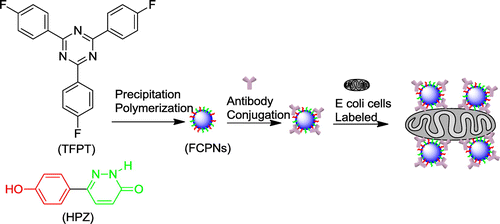 Scheme 3. Schematic illustrating the preparation of the s-triazine-containing FCPNs.