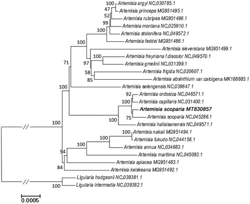 Figure 1. Phylogenetic relationships of Artemisia species inferred using Maximum likelihood (ML) method. The phylogenetic tree constructed using the complete chloroplast genome sequences among the 25 samples. Numbers near the nodes represent bootstrap values. Relative branch lengths are indicated. Bootstrap values were calculated from 1000 replicates. Two taxa, namely, L. hodgsonii and L. intermedia were used as outgroup taxa.