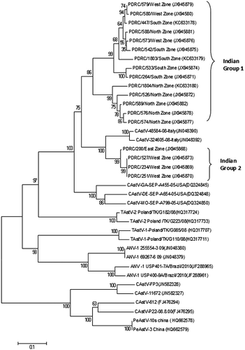 Figure 5. Phylogenetic tree of CAstVs based on partial polymerase 200 amino acid sequences (nucleotide positions 3550 to 4151). The tree was constructed with MEGA 5 using the neighbour-joining method and 1000 bootstrap replicates.