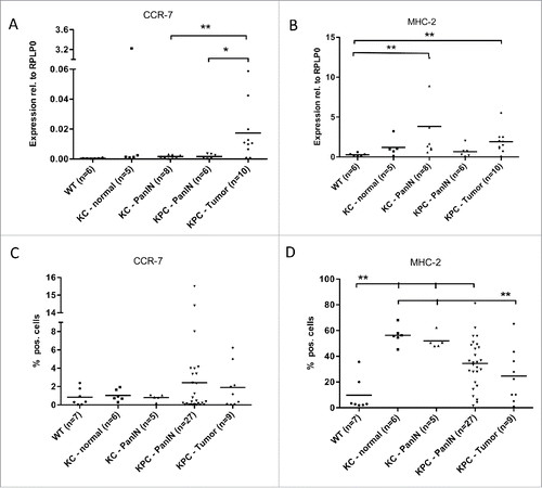 Figure 3. Myeloid cells show an increased M1 marker gene expression during pancreatic carcinogenesis. qRT-PCR analysis of the mRNA levels of the M1 marker genes CCR-7 (A) and MHC-2 (B) in CD11b+ cells isolated from pancreata of WT, KC and KPC mice. (C, D) Protein expression of CCR-7 (C) and MHC-2 (D) as detected by FACS. *p < 0.05, **p < 0.01.
