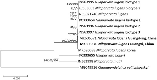 Figure 1. Neighbor joining (bootstrap repeat: 10,000), minimum evolution (bootstrap repeat: 10,000), and maximum likelihood (bootstrap repeat: 1,000) phylogenetic trees of 11 Delphacidae and one Fulgoridae complete mitochondrial genomes: Eight Nilaparvata lugens (MK606370 in this study, MK606371, MK590088, JX880069, JN563995, KC333653, JN563996, JN563997, and KC333654), Nilaparvata muiri (JN563998), Nilaparvata bakeri (KC333655), and Changeondelphax velitchkovskyi (MG049916) as an outgroup species. Phylogenetic tree was shown based on neighbor joining tree. The numbers above branches indicate bootstrap support values of neighbor joining, minimum evolution, and maximum likelihood phylogenetic trees, respectively.