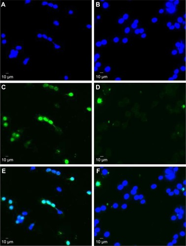 Figure 4 Representative example of a TUNEL staining of a mouse macrophage cell line (RAW 264.7 cells) following 8 hours of serum starvation.